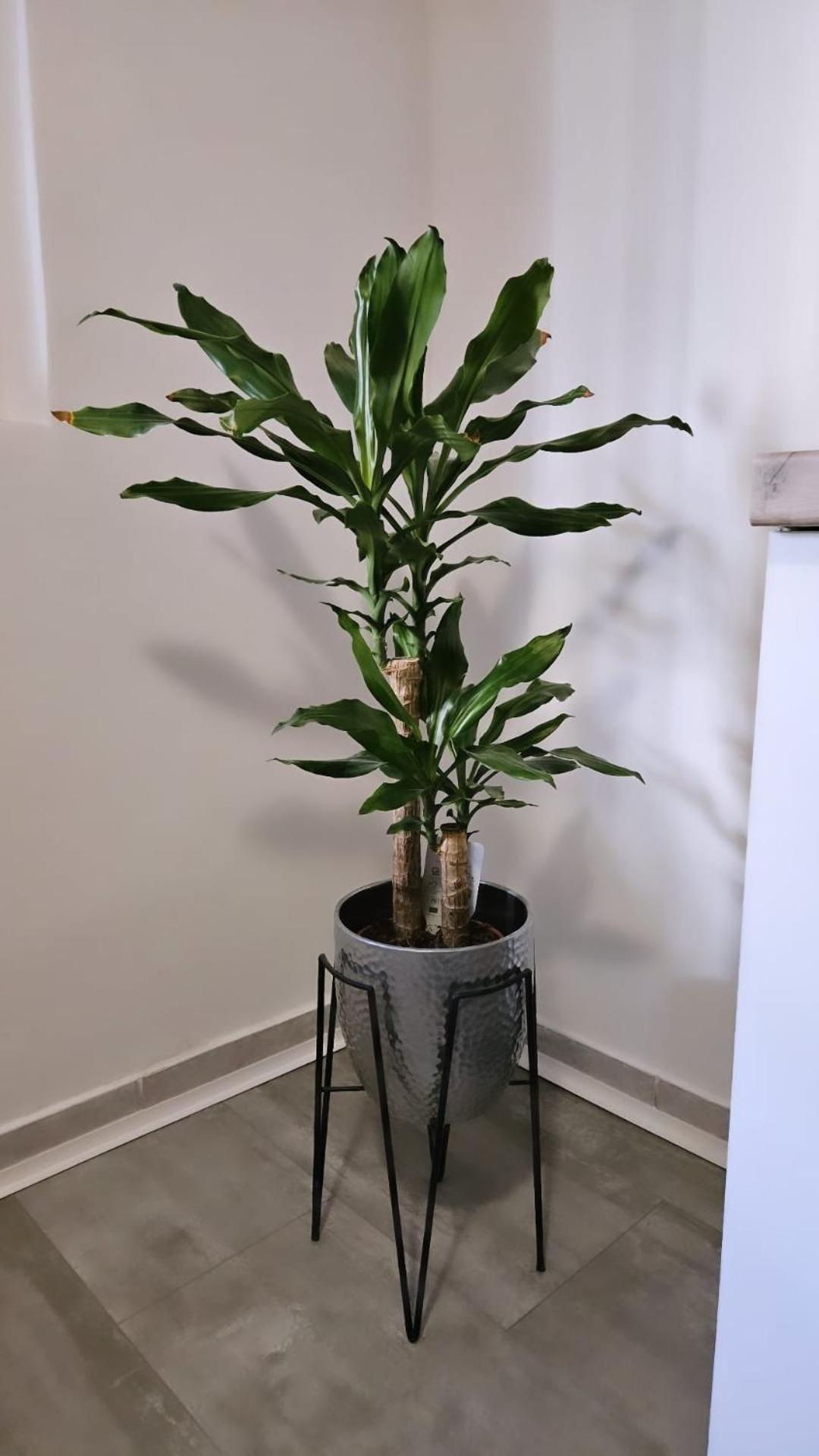 Apartment Gago Split Dış mekan fotoğraf